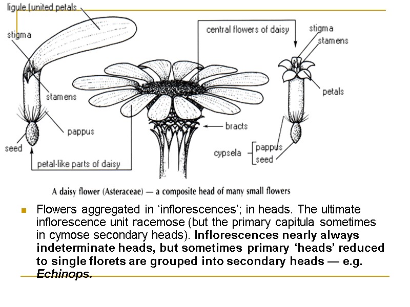 Flowers aggregated in ‘inflorescences’; in heads. The ultimate inflorescence unit racemose (but the primary